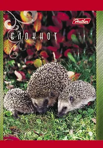 Блокнот А7 40л кл. "Животные России" гребень, тонир.блок, цв.обл, офсет, Hatber