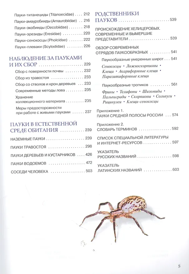 Книга Пауки средней полосы России (Римма Сейфулина) — 4