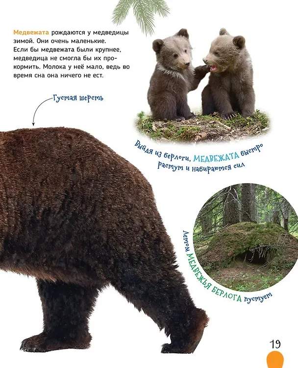 Книга Животные России (Светлана Гальцева) — 7