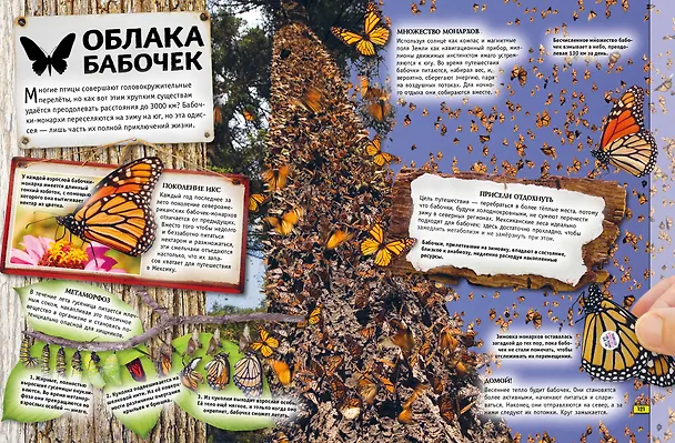 Книга Животные. Книга юного эрудита (Стив Паркер, Джон Фарндон, Камилла де ла Бедуайер) — 11