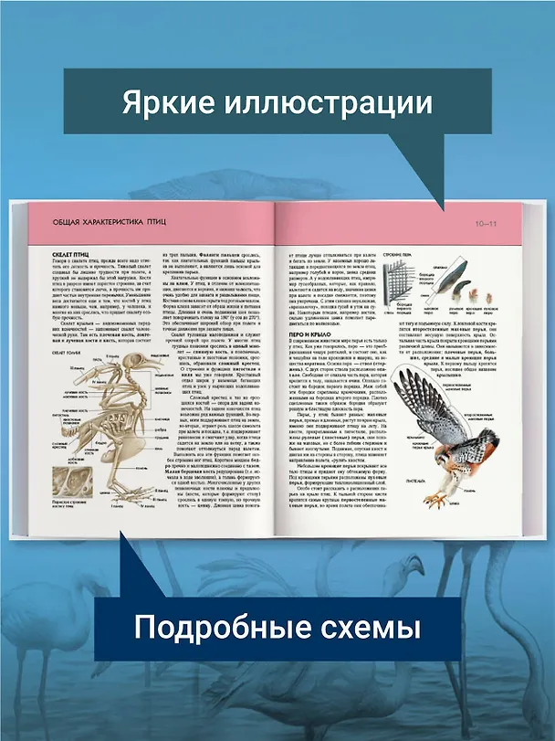 Книга Птицы. Полная энциклопедия (Юлия Школьник) — 7