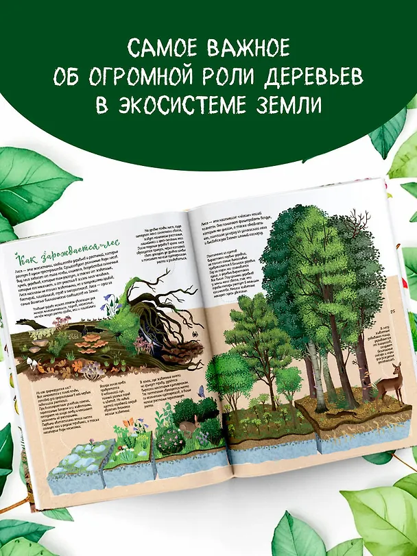 Книга Энциклопедия деревьев мира (Элеонора Барсотти) — 5