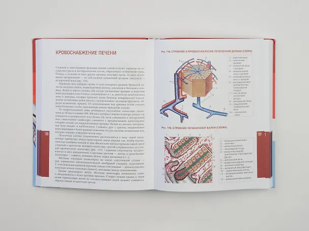 Книга Анатомия человека. Современный атлас с подробными иллюстрациями (Елена Зигалова, Габриэль Билич) — 12
