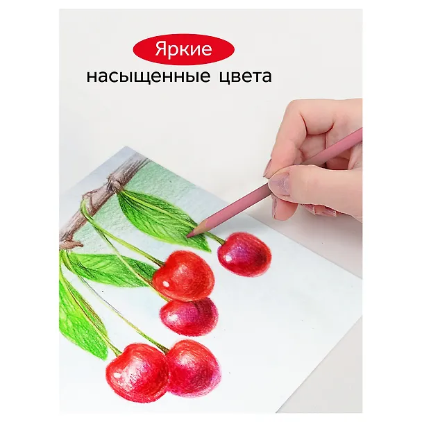 Карандаши цветные 12 цветов, квадратные, заточенные., в металлическом пенале, Гамма 3166629 — 7