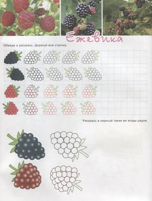 Книга Фрукты-ягоды. Познавательные прописи. Для детей 4-6 лет () — 3