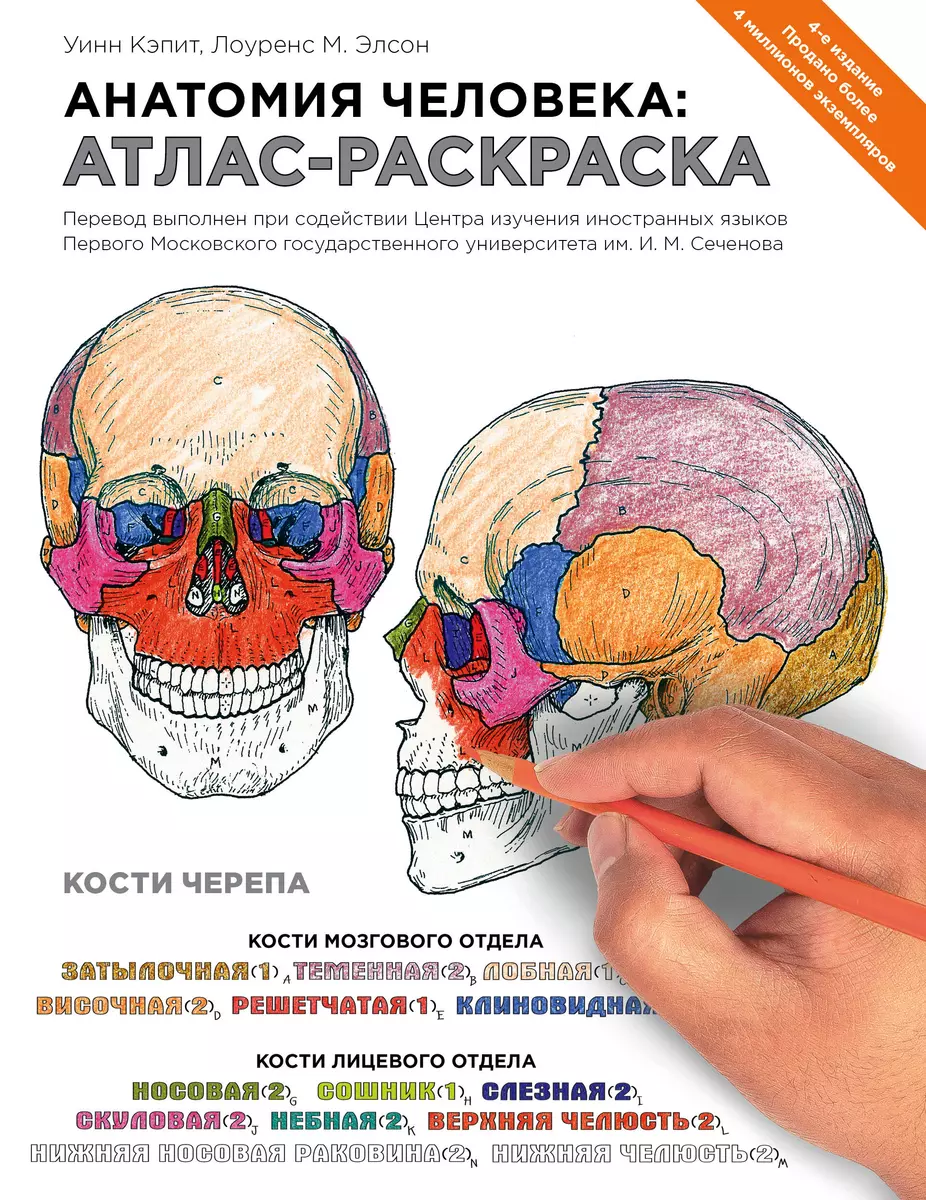 Анатомия человека: атлас-раскраска. 4 -е изд. (Лоренс М. Элсон) - купить  книгу с доставкой в интернет-магазине «Читай-город». ISBN: 978-5-699-71506-0