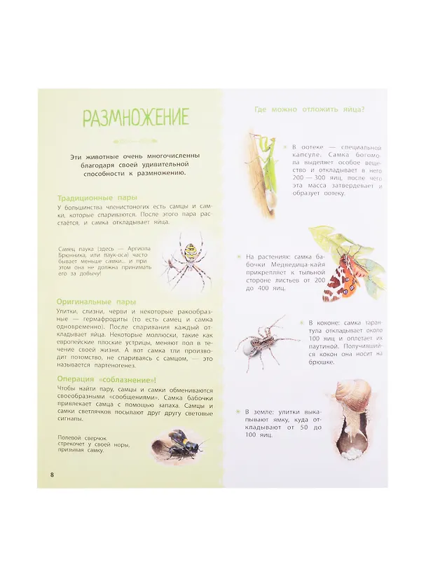 Книга Насекомые и другие маленькие животные (Натали Торджман) — 6