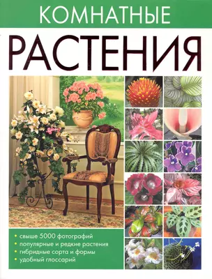 Комнатные растения — 2246816 — 1