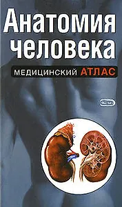 Анатомия человека