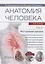 Анатомия человека. Атлас. Учебное пособие. Том 2. Внутренние органы — 2834919 — 1