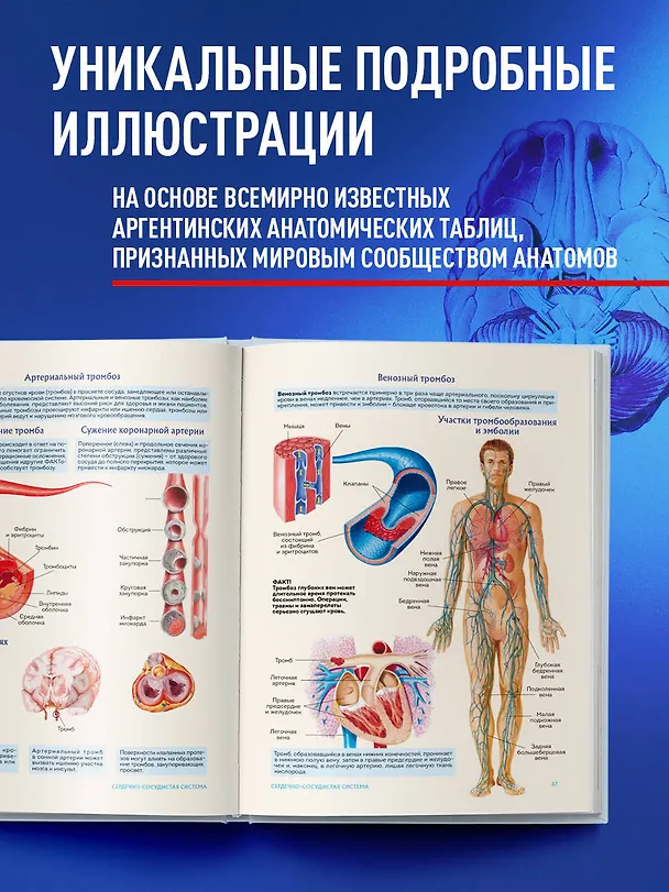 Книга Анатомия человека. Популярный атлас. Самые подробные анатомические изображения () — 11