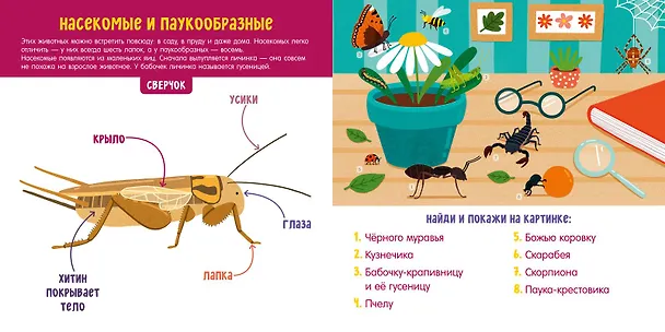 Книга Животные. Визуальный словарь (Анна Парамонова) — 7