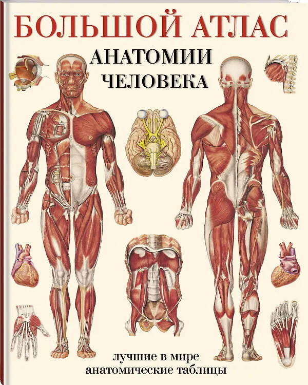 Книга Большой атлас анатомии человека(в табл) () — 5