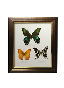 Панно Бабочки (24х29) (101015)