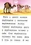 Читаем сами Верблюжонок — 3041595 — 3