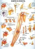 Плакат (70х108) Плечо и локоть / Кисти рук и запястья (А)
