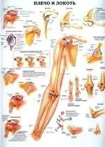 Плакат (70х108) Плечо и локоть / Кисти рук и запястья (А) — 2142445 — 1