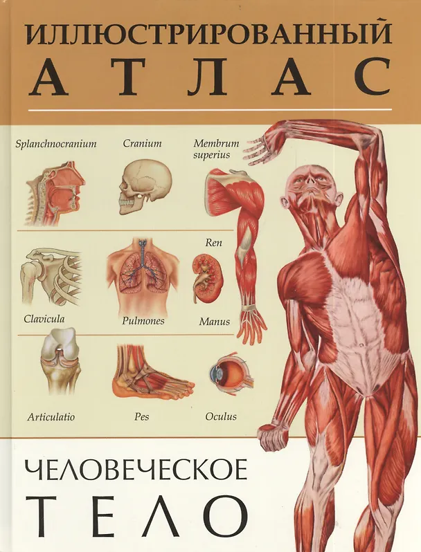 Книга Человеческое тело. Иллюстрированный атлас () — 1