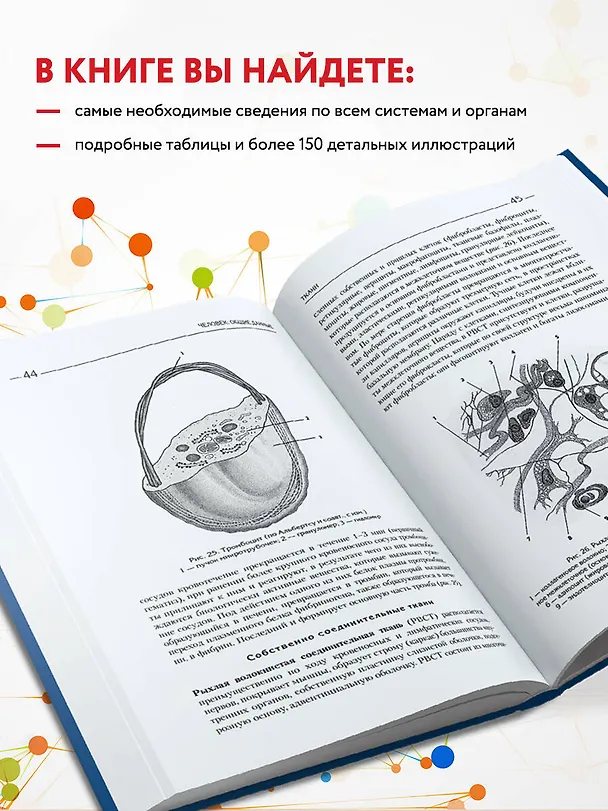 Книга Атлас. Анатомия и физиология человека: полное практическое пособие. 2-е издание, дополненное (Елена Зигалова, Габриэль Билич) — 6