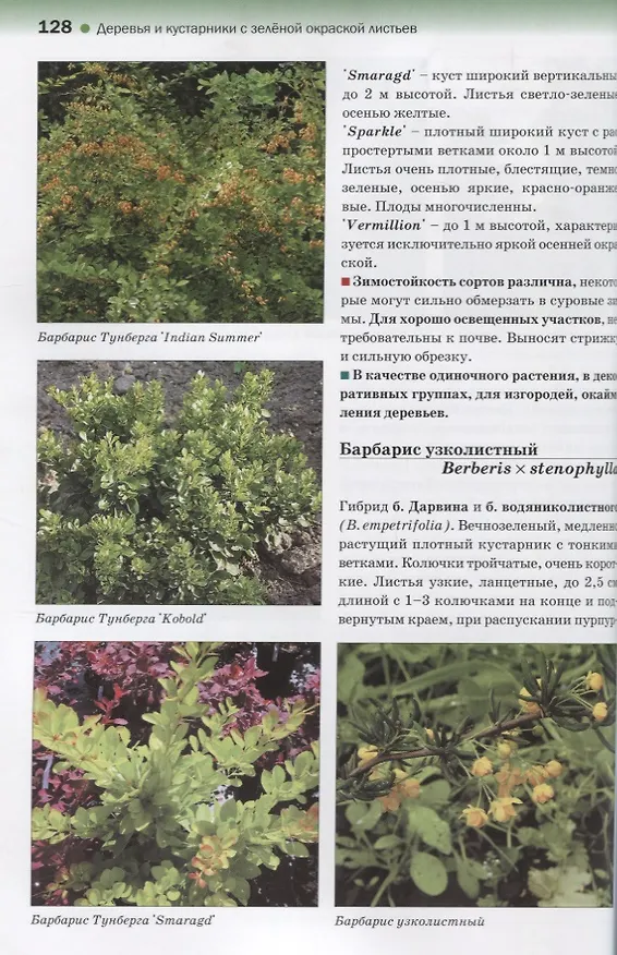 Книга Атлас декоративных деревьев и кустарников (Татьяна Коновалова) — 4