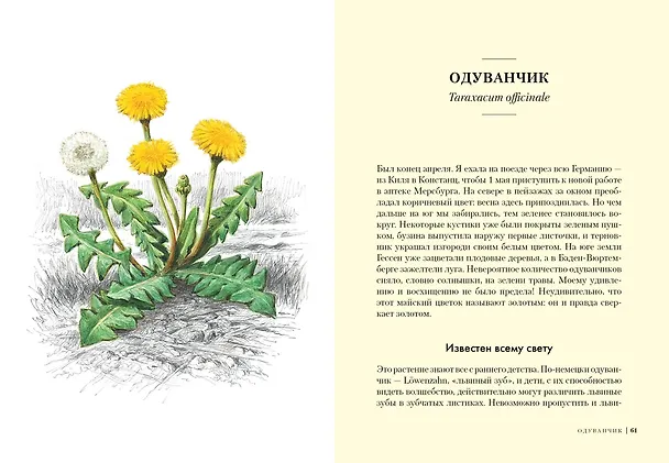 Книга Травы: Природный источник жизненной силы (Урсула Штумпф) — 9