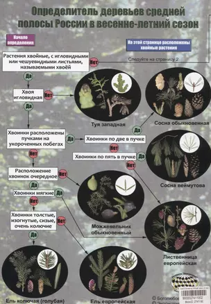 Определитель деревьев средней полосы России в весенне-летний сезон — 2741100 — 1