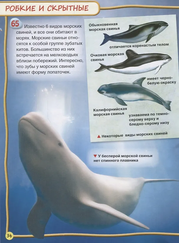 Книга Киты и дельфины (Стив Паркер) — 5