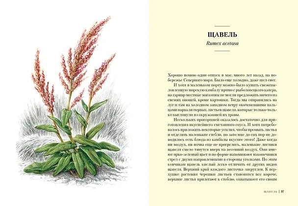 Книга Травы: Природный источник жизненной силы (Урсула Штумпф) — 6