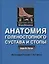 Анатомия голенностопного сустава и стопы. Цветной атлас МакМинна — 2525341 — 1