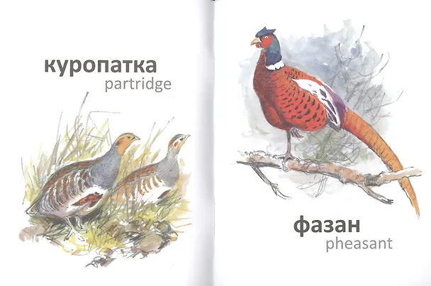 Книга Птицы (на рус.-англ.яз.) худ.Комаров А. (И.И. Соколова) — 3