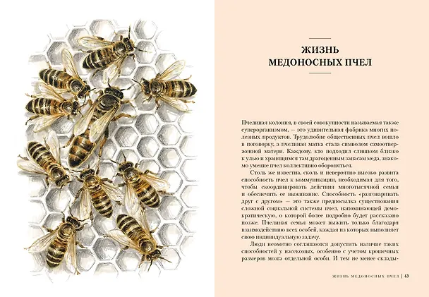Книга Пчелы. Что человек и пчела значат друг для друга (Фридрих Хайнбух) — 7