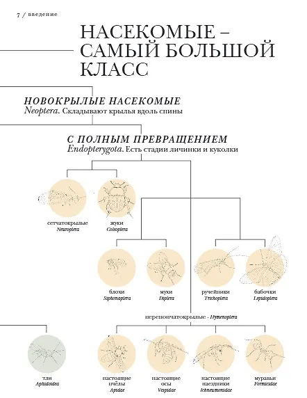 Книга Поразительные насекомые. Книга про подземных математиков, мастеров блефа, дружных кочевников, зомби, уборщиков мусора и многих-многих других (Барт Россел) — 8