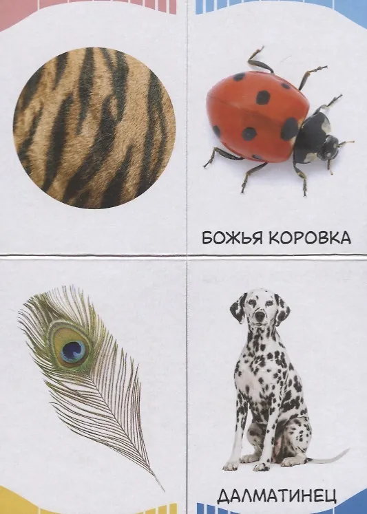 Книга Часть и целое. Пятнышки-полоски () — 3