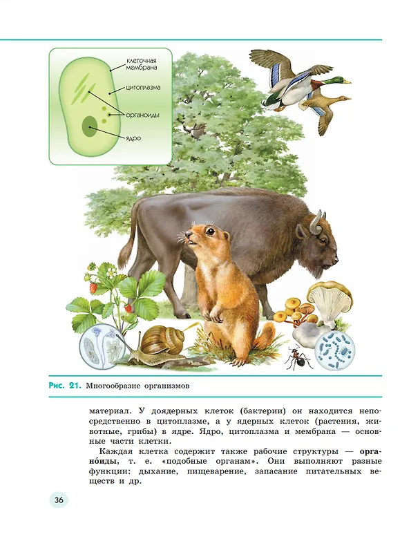 Книга Естествознание. 6 класс. Учебник. В двух частях. Часть 1 (Владислав Сивоглазов, Надежда Габрусева, Виктор Акуленко) — 3