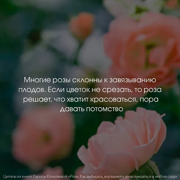 Книга Розы. Как выбирать, выращивать и наслаждаться в любом саду (Лариса Кочелаева) — 10