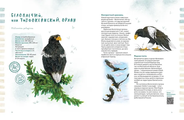 Книга Птицы Камчатки и Командорских островов. Где найти и как узнать (Анна Евсеева) — 14