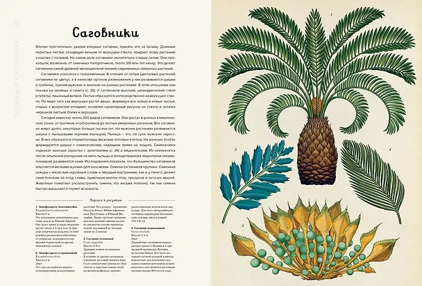 Книга Ботаникум (Кэти Уиллис) — 8