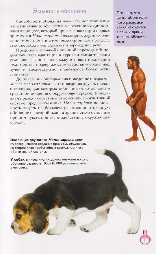 Книга Духи. Основы парфюмерии. Популярный иллюстрированный гид (Агусти Видаль Вальс) — 6