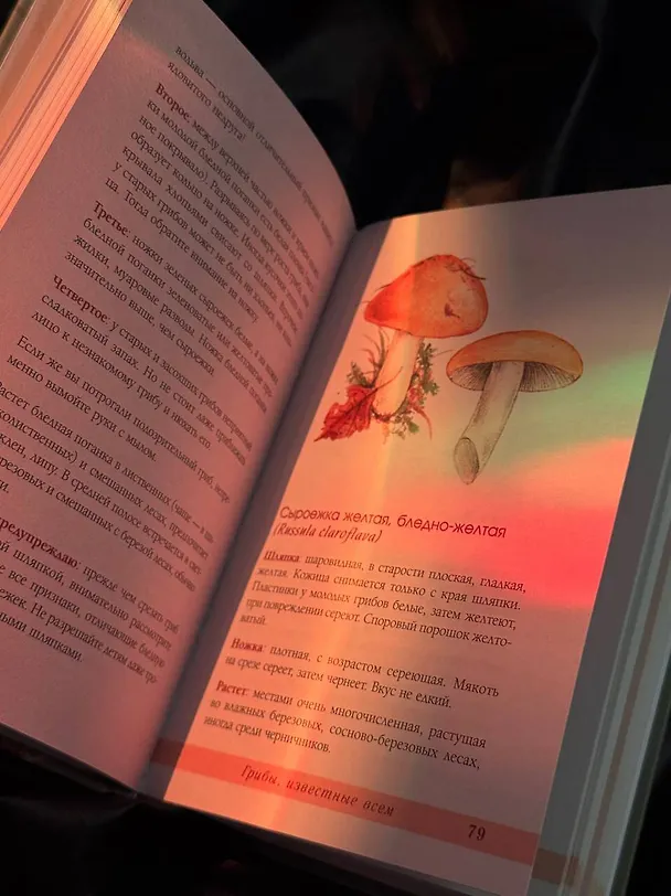 Книга Грибы русского леса. Иллюстрированный определитель (Мария Сергеева) — 6