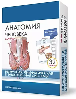 Анатомия человека. Иммунная лимфатическая и эндокринная система (32 карточки) — 2627442 — 1
