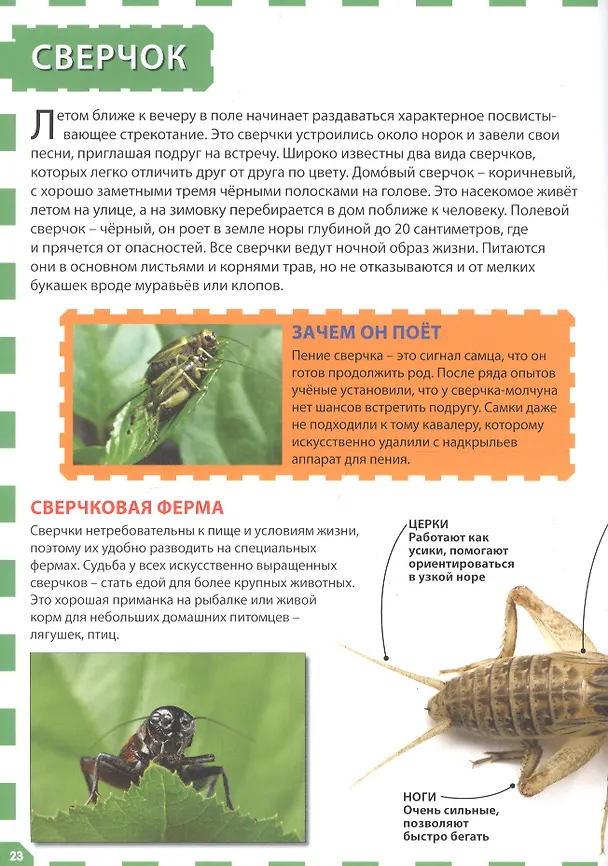 Книга Насекомые () — 5