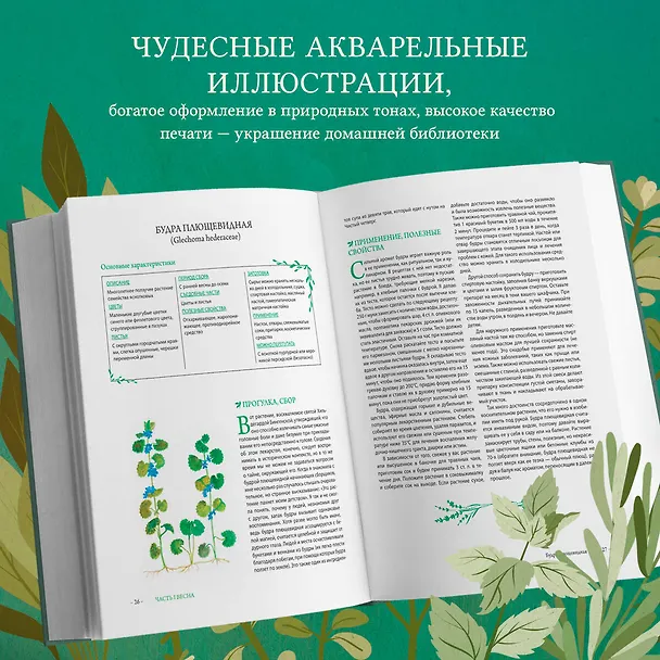 Книга Гримуар травницы. Иллюстрированный справочник по сбору, заготовкам и полезным свойствам дикорастущих растений (Франсуаза Кунстманн) — 9