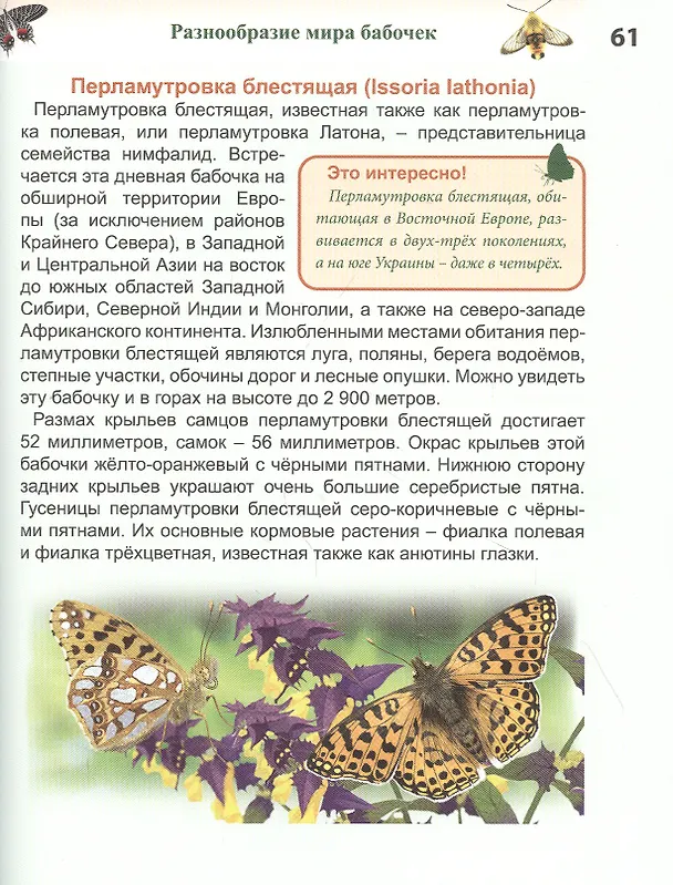 Книга Бабочки. Энциклопедия (Людмила Соколова) — 6