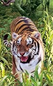 Папка-уголок 3D Тигр (А4) 00005 (Мир открытий)