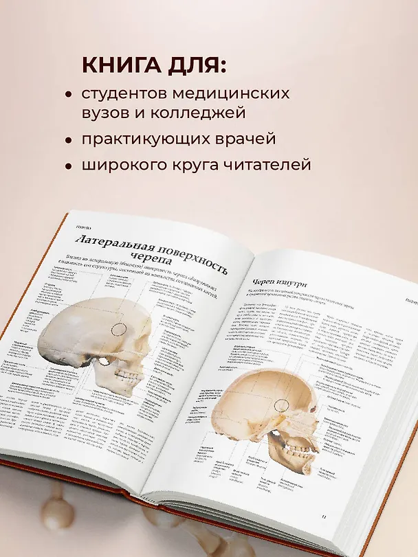 Книга Атлас анатомии Абрахамса (Питер Абрахамс) — 7