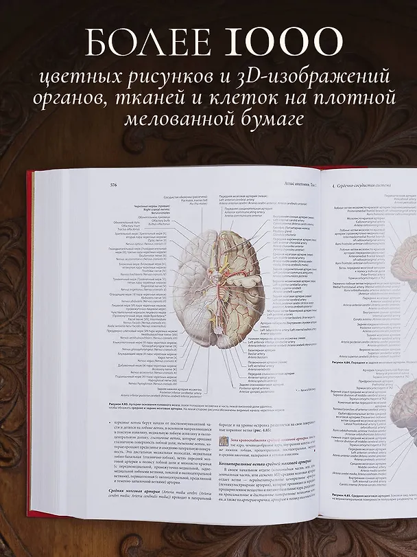 Книга Анатомия человека. Эксклюзивное издание с 50-летней историей. Том 1 (Джузеппе Анастази, Марио Каннас, Гвидо Кавалетти) — 15