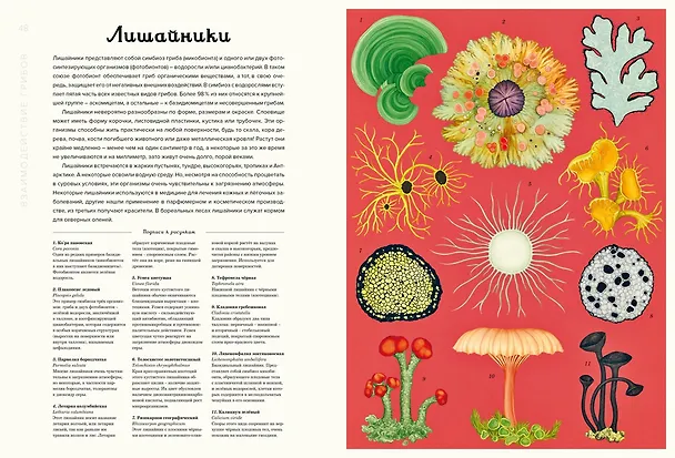 Книга Грибы (Дэвид Л. Хауксворт, Лора М. Сьюз, Пепейн В. Кой, Каре Лиматайнен) — 5