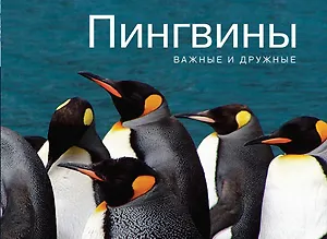 Пингвины. Важные и дружные