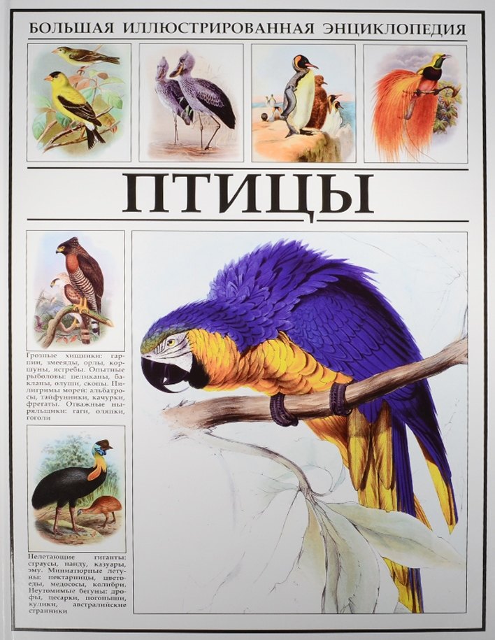 

Птицы