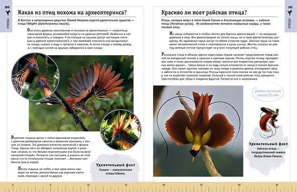 Книга Редкие и удивительные животные нашей планеты. Энциклопедия для детей (Василий Климов) — 11